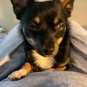 Meet your Posher, Anne